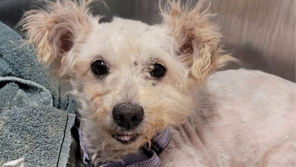 A 2-year-old Maltipoo rescued from a severe tick infestation is now recovering in foster care and ready for a loving home. (Mell's Mutts)