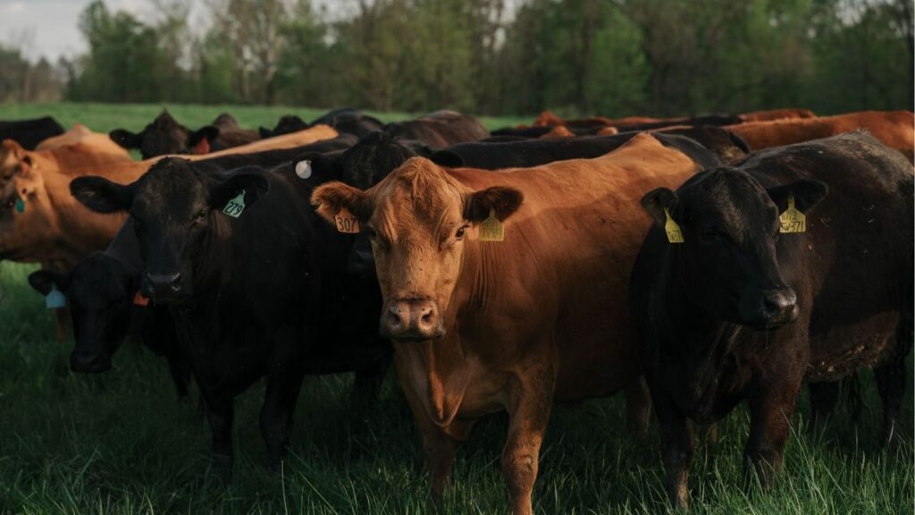 Cattle on a farm in Sidney, Ohio on April 30, 2024. (Damon Winter/The New York Times)