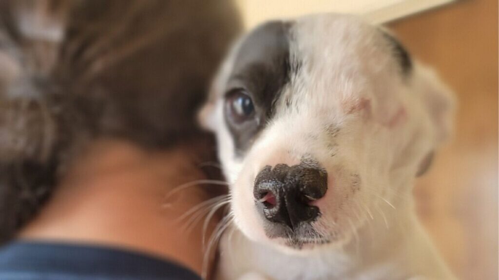 Mijo, a one-eyed puppy with a heart full of love, is winning hearts everywhere and proving he's the perfect companion for any home.