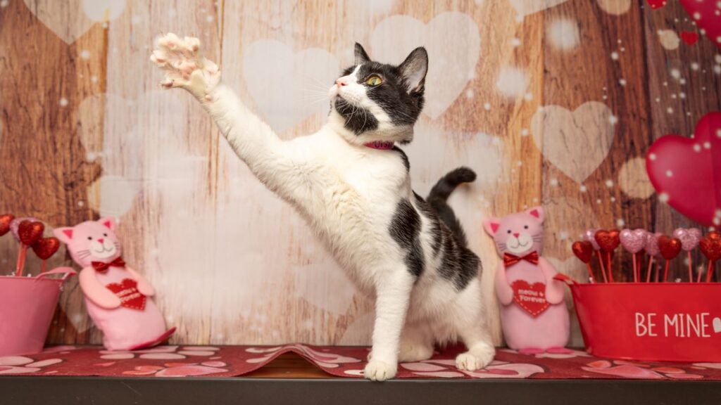 Ursula, GV Wire's Adoptable Pet of the Week, April 17, 2025